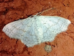 Idaea tacturata