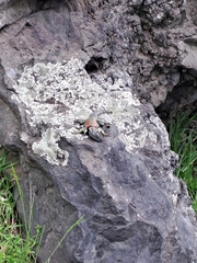 Sceloporus mucronatus