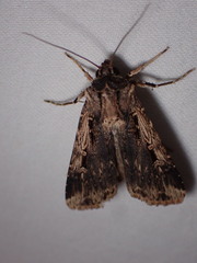 Feltia subterranea