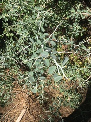 Ceanothus cordulatus