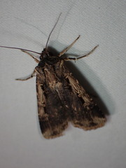Feltia subterranea