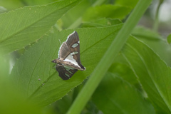 Glyphodes bicolor