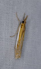 Crambus