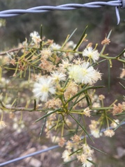 Phyllodineae