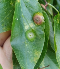 Pachypsylla
