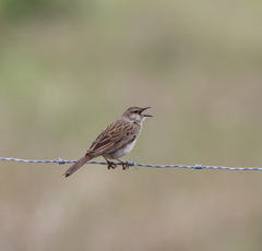 Cincloramphus mathewsi