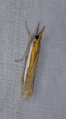 Crambus