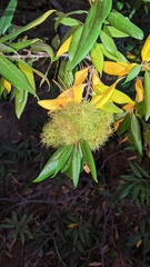 Chrysolepis chrysophylla