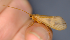 Onocosmoecus unicolor