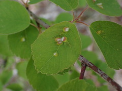 Blaesodiplosis