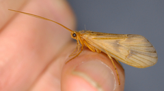 Onocosmoecus unicolor