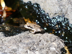 Pseudacris