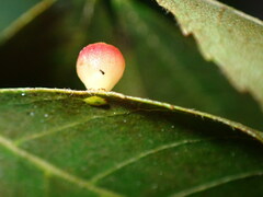 Caryomyia flaticrustum