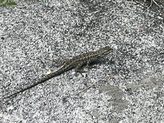 Sceloporus occidentalis taylori