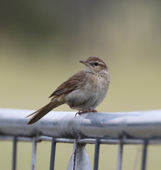 Cincloramphus mathewsi