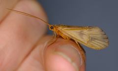 Onocosmoecus unicolor