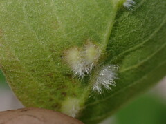 Blaesodiplosis