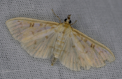 Herpetogramma aquilonalis