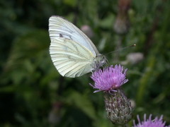 Pieris napi