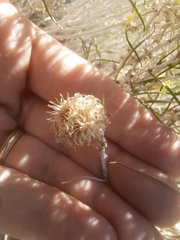 Rhopalomyia utahensis