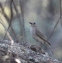 Colluricincla harmonica