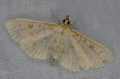 Herpetogramma aquilonalis