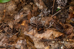 Thelephora anthocephala