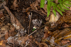 Thelephora anthocephala