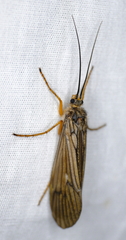 Dicosmoecus