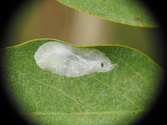 Macrosaccus robiniella