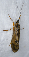 Dicosmoecus