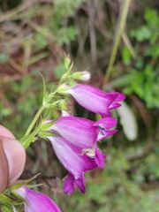 Thomisidae