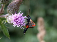Synanthedon formicaeformis