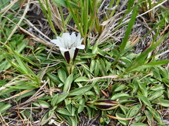Gentiana newberryi tiogana