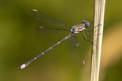 Archilestes californicus