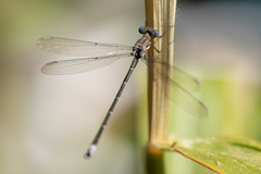 Archilestes californicus