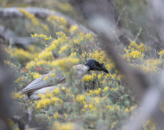 Philemon corniculatus