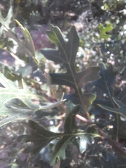 Quercus gambelii