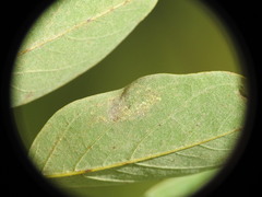 Macrosaccus robiniella