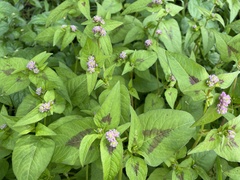 Persicaria nepalensis