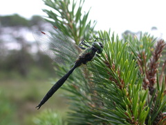 Somatochlora arctica