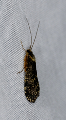 Polycentropodidae