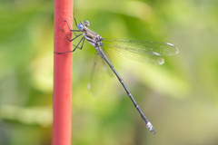 Archilestes californicus