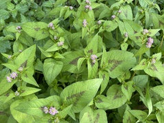 Persicaria nepalensis