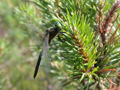 Somatochlora arctica