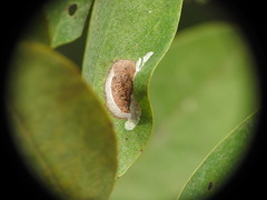 Macrosaccus robiniella