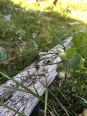 Symphoricarpos mollis