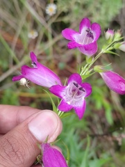 Penstemon