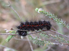 Acronicta menyanthidis