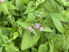 Persicaria nepalensis